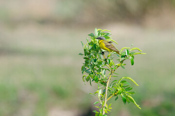 Wagtail