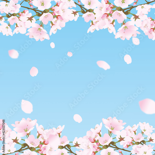 桜上下の正方形のフレームと散る桜の花びら青 Wall Mural Pichikororo 桜上下の正方形のフレームと散る桜の花びら青 Wall Mural Pichikororo