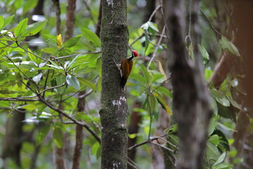Greater Flameback