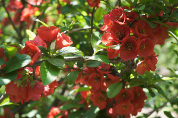 北海道大学植物園内のボケの花（flowering quince in the Botanic Garden Hokkaido University）