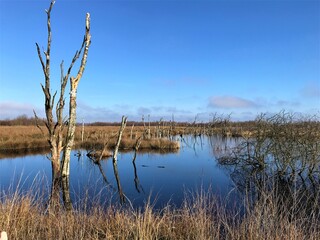 Moorlandschaft