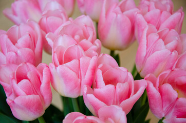 Close up image of pink tulips flowers. Spring, summer romantic floral background. Beautiful bouquet...
