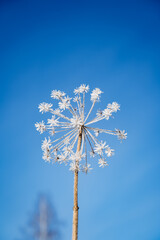 frozen flower on the blue sky background, frosty winter frozen flower plant. minimalism in nature. blue sky ball petal.
