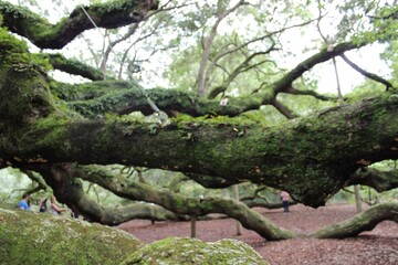 limbs and trunks