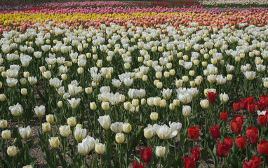 Fototapeta premium 滝野すずらん丘陵公園のチューリップ畑（Tulip field in Takino Suzuran Hillside Park）