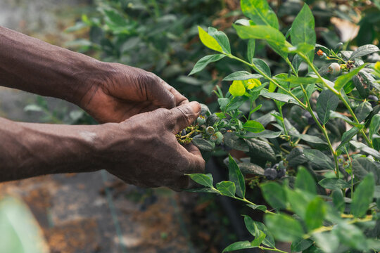 African man hand working and picking blueberries on a organic farm. blueberries. Black hands. Concept of classical agriculture.