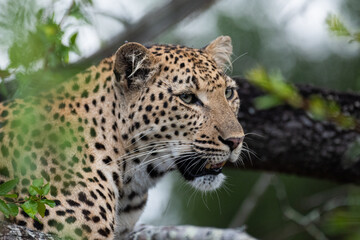 A Female Leopard seen on a safari in South Africa