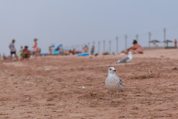 seagull walks along the beach with people. vacation at sea