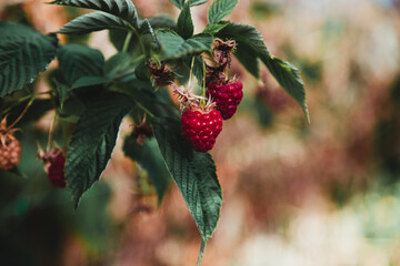 Strawberry and raspberry farm growing in greenhouses.