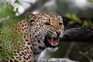 Fototapeta na wymiar A Female Leopard seen on a safari in South Africa