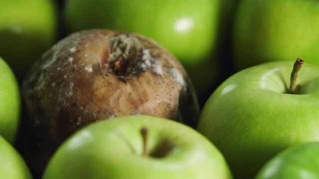 Hand takes away moldy rotten apple away, spoiled fresh produce. GMO