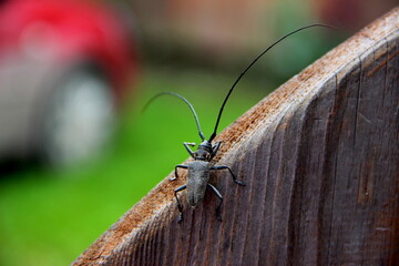 mustachioed beetle on the fence