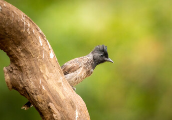 Red-vented Bulbul