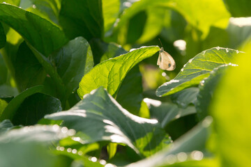 Close-up of a white butterfly perched on a Cantonese lettuce.