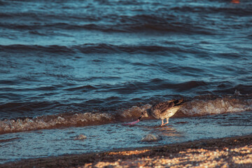 Fototapeta premium seagull eating garbage in the sea. bird gets food on the beach