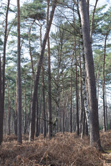 Big trees in a forest