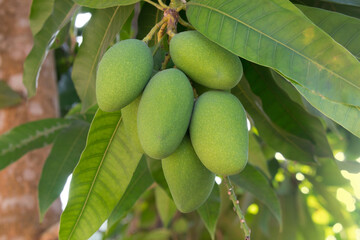 Fresh green mango on a tree. Mangifera indica L. Var.