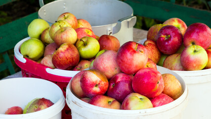 Buckets of fresh apples at their summer cottage