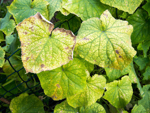 Cucumber leaf infected with downy mildew