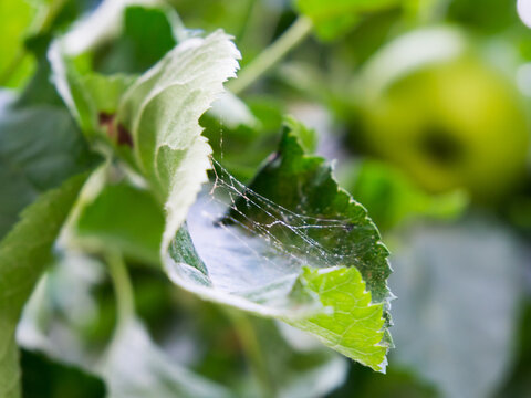 Apple Tree Leaves Affected By Spider Mites