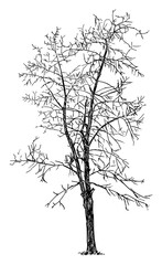 Tree Winter Silhouette, Vector Drawing or Illustration