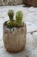 shaggy cacti in a flower pot on the street