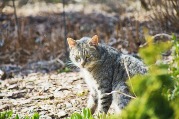 Naklejka na ściany i meble domestic cat exploring the garden