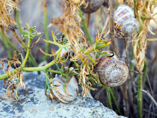 Grape snails hang on the shoots of vegetation