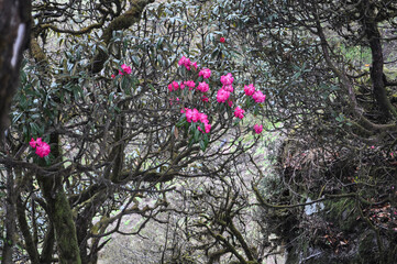 Virgin forest with bloomed red Rhododenron trees