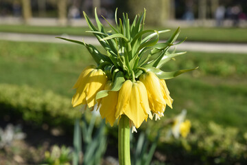 Fritillaire jaune au printemps au jardin