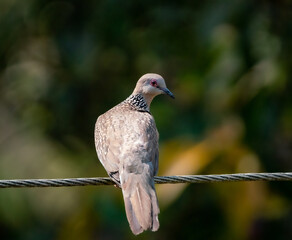 Spotted Dove