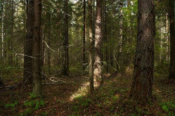 sunlight in a beautiful coniferous forest in late autumn. nice sunny day in the coniferous forest. light snow in the forest in late autumn.
