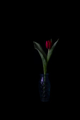 bouquet of tulips on black background