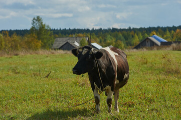 A cow in a green grass pasture on a cloudy day in Warmond the Netherlands.