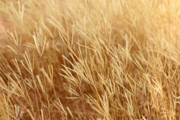 Dense patch of dry Gymnopogon foliosus