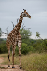 Southern Giraffe seen on a safari in South Africa