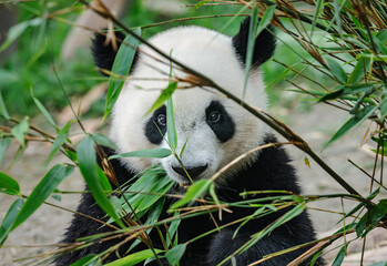 Giant panda bear eating bamboo