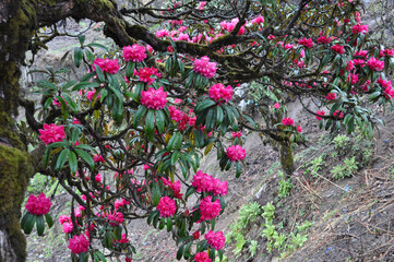 Bloomed red Rhododendron