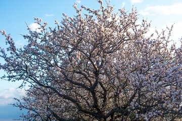 Blooming almonds