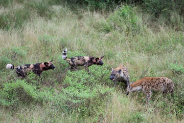 Wilddogs fighting with Hyenas on a safari in South Africa