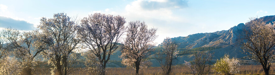 Blooming almonds