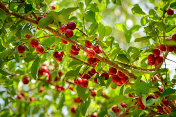 Acerola tree with many ripe fruits.