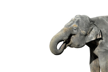 Naklejka premium Elephant isolated on white. Portrait of a big gray elephant close up. Zoo animals concept. Banner with copy space