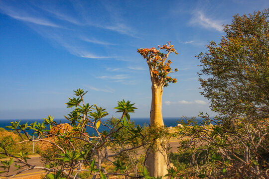 Desert Rose trees in Socotra Island of Yemen, Middle East © faruk
