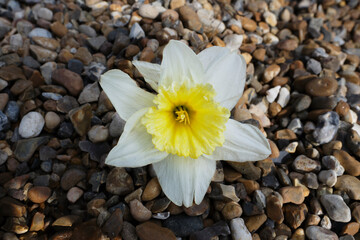 Obraz na płótnie Canvas Close-up of a flower head of daffodil on stones.