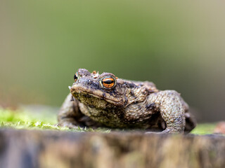 Frosch