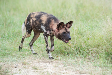 African Wilddogs seen on a safari in South Africa