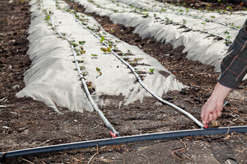 Hand opens drip irrigation tap in garden