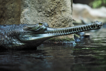The crocodile gavial indian (Gavialis gangeticus) in reptile pavilion in the Prague Zoo