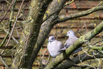 a pair of collared doves in a tree